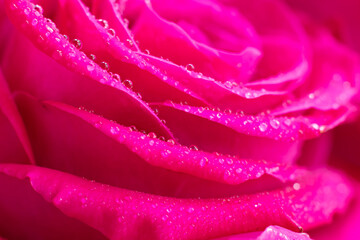 Delicate floral backdrop with water dew drops on fragile wet magenta macro rose flower.