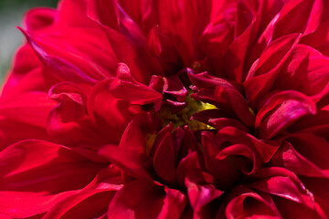 Plenty sunlit red petals of dahlia flower with yellow core. Garden season flower on bright sunlight