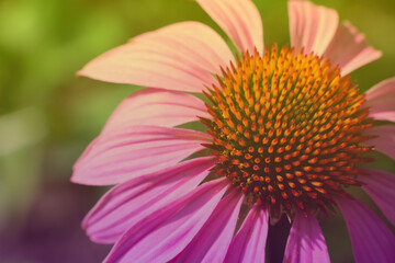 Botanical background with gradient colors made of large macro photo with echinacea flower with pink purple petals and yellow core
