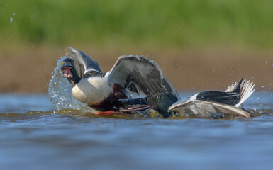 Fighting pair of males Northern Shovelers (Spatula clypeata) in fast and fierce chase over water...