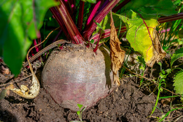 Ripe mature beet root on vegetable bed. Cultivation and harvesting eco vegetarian food in countryside garden