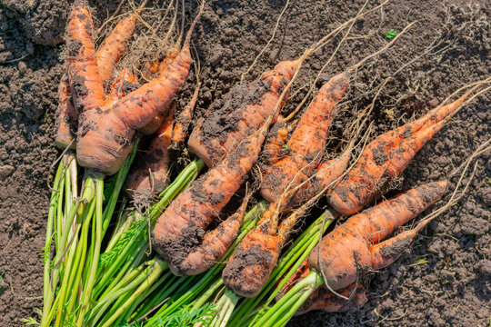 A lot of deformed carrots with crooked and twisted roots freshly digged and picked from vegetable bed. Disease because of poor soil or activity of nematodes.