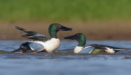 Fighting pair of males Northern Shovelers (Spatula clypeata) stands in strength display before...