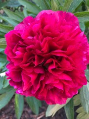 Beautiful pink peony flower in full bloom. Up close.