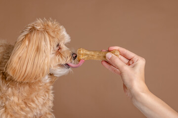 A girl feeds a Maltipoo puppy a bone. dog care, happy dogs concept
