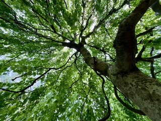 Low angle view of a tree