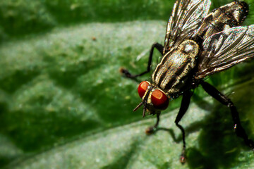 A detailed close-up of a flesh fly (Sarcophaga  peregrina), showcasing its intricate patterns and...