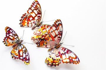 Three butterflies in delicate dance