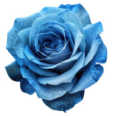 PNG cutout of a solitary blue rose petal on a transparent or white background, complete with clipping path