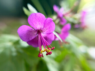 purple garden geranium flower close-up