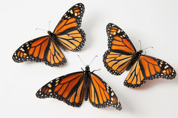 Three monarch butterflies, wings aloft