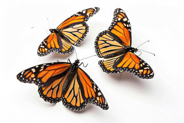 Three monarch butterflies, wings aloft