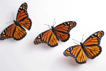 Three monarch butterflies, wings aloft