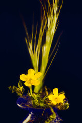 Pontentilla, Buttercup. Fores que aparecen en nuestro jard&iacute;n, entre la hierba, que pisamos y que merecen unreconocimiento.