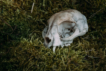 Cat skull one fang canine horrific mood view on green moss partial focus