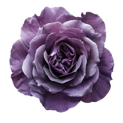 PNG cutout of a single-petaled violet rose flower on a transparent or white background
