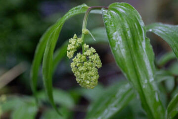 Solomon’s seal 