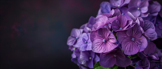 Violet flower background with vibrant color