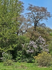 Spring sunny day in the old park. Blooming lilac bush. Tall trees. Young foliage