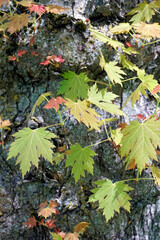 Young maple foliage against the background of tree bark. Vertical shot