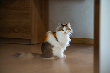 A beautiful calico cat with lush fur sits gracefully inside a stylish modern home, showcasing its...