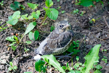 A thrush chick flying out of the nest. Little bird in the park.
