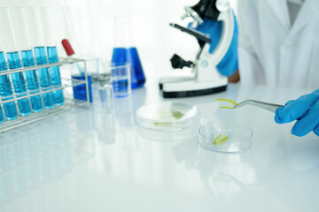 Fototapeta premium Medical or scientific researcher or man doctor looking at a test tube of clear solution in a laboratory