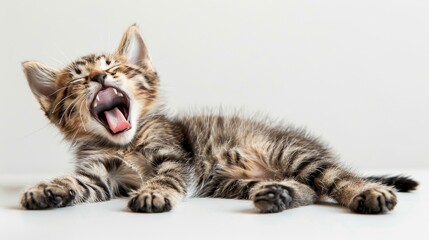 A cat is sleeping on a white surface