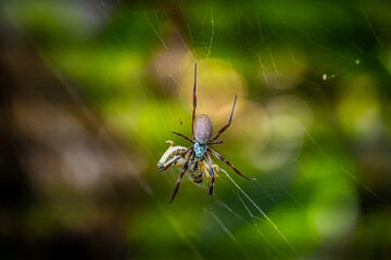 Spider on the web devouring its prey