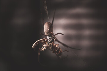 Spider on the web devouring its prey