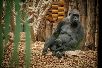 Mother gorilla with her baby at the zoo