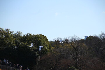 Obraz premium 丹頂鶴