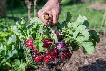 Radieschen ernten, im Garten, Gemüse Anbau
