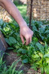 frischen Spinat ernten, Gemüse Anbau, im Garten