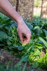 frischen Spinat ernten, Gemüse Anbau, im Garten