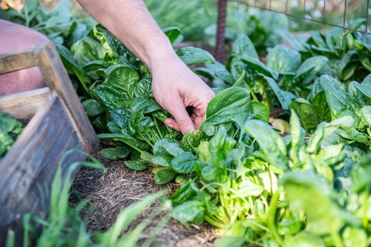 frischen Spinat ernten, Gem&uuml;se Anbau, im Garten