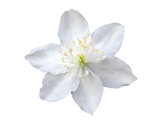 Fototapeta na wymiar Realistic beautiful flower jasmine