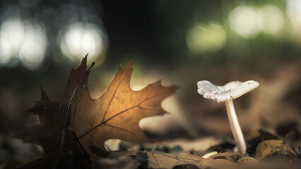 Mushroom growing in its natural environment with selective focus and bokeh in the background, in...