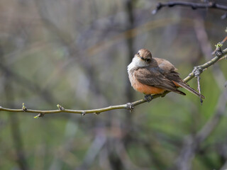 Female Vermillion Flycatcher in Arizona