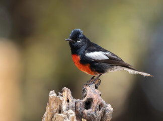 A Painted Redstart in Arizona