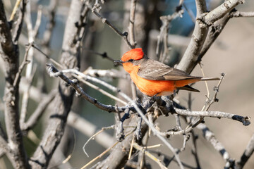 Male Vermillion Flycatcher in Arizona
