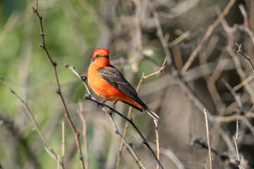 Male Vermillion Flycatcher in Arizona