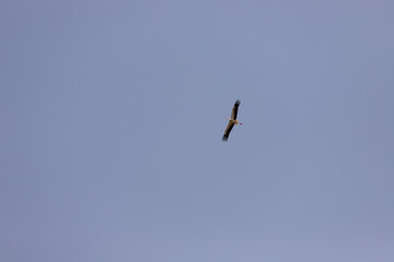 Crane in the blue sky.