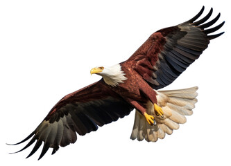Obraz premium PNG Animal eagle bird blue.