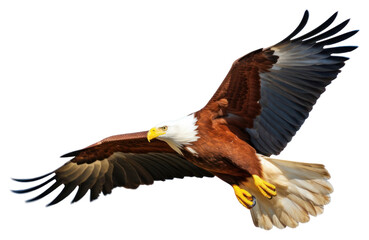 Obraz premium PNG Animal flying eagle beak.