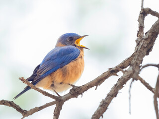 An Eastern Bluebird in Arizona singing during migration