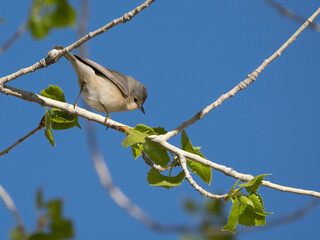 A Lucy's Warbler in Arizona