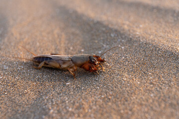 Creepy big bear beetle on the sand.