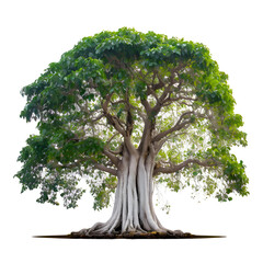 Realistic ficus benghalensis tree
