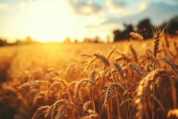 An endless field of ripe wheat in the rays of the sun, agricultural business concept  
